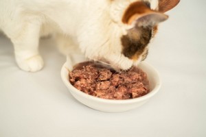 Smocza karma dla kotów